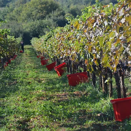 Olivetta By Istrian Country